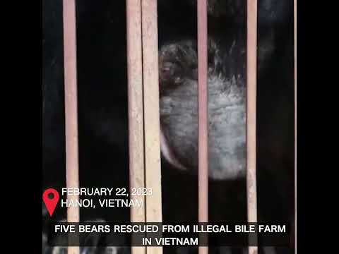 Five bears rescued