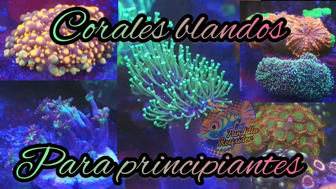 CORALES PARA PRINCIPIANTES , CUALES SON LOS MAS BONITOS Y QUE NECESITO SABER ??!!