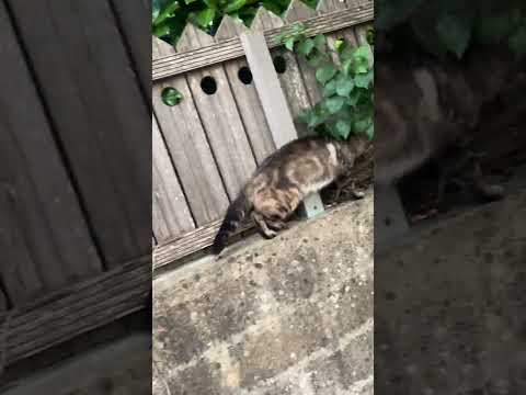 قط غريب يهاجم شمعون 🐈‍⬛ 😨 #العراق #قطط