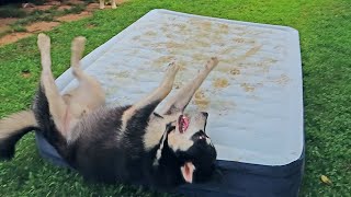 Huskies & Malamute React to Air Mattress for the First Time by Kul Farm 505,159 views 3 years ago 9 minutes, 3 seconds