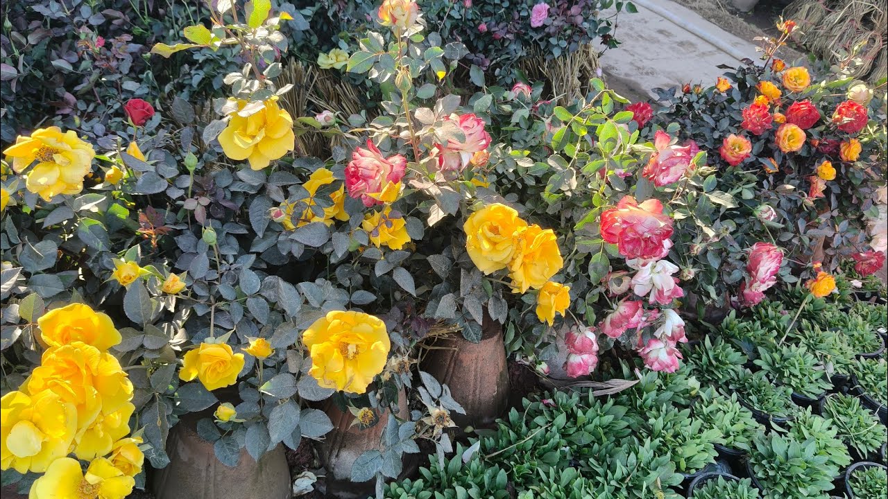 سیل سیل سیل گلاب اور ہائی بریڈ لیمن اور فروٹ پلانٹ کے پودے ہول سے ریٹ پر دستیاب ہیں 03009483413