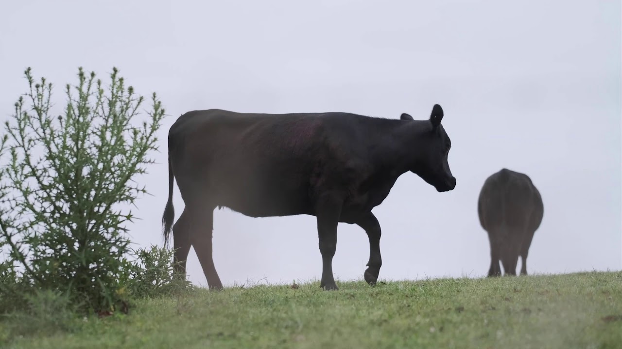goodnessgravel visits Eurobodalla Nelligen & Bodalla