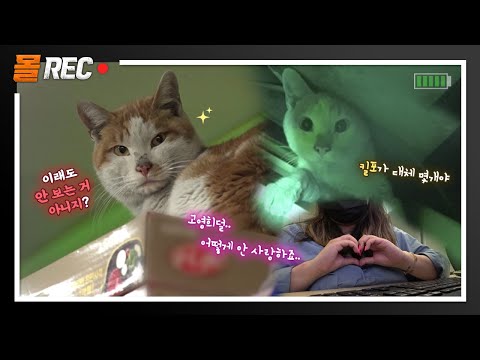 팀장님🙋‍♀️ 제가 마침 고양이 한정 박애주의자라 너무 귀여운 마트 불시착 고양이 조회수 한 <strong>번</strong> 올려보겠습니다ㅣCat Keeps Showing Up <strong>In</strong> Supermarket