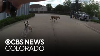 Information Loveland pays record-breaking $675,000 settlement for shooting of dog Update