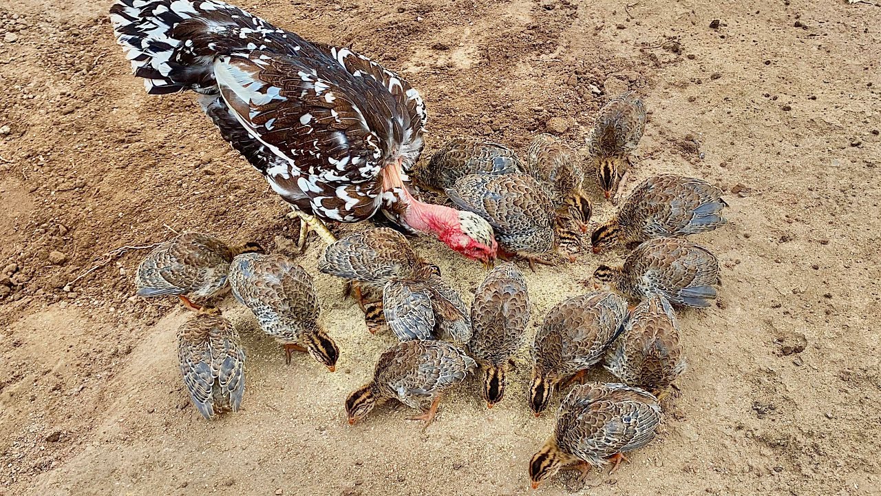 NOVIDADE NO CRIATÓRIO / NASCIMENTOS + VEJAM O DESENVOLVIMENTO DOS GUINÉS!!!