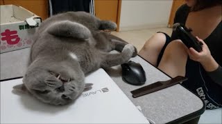 珍しくママがねこ部屋(主部屋)に遊びに来たらデレッデレになった灰色猫