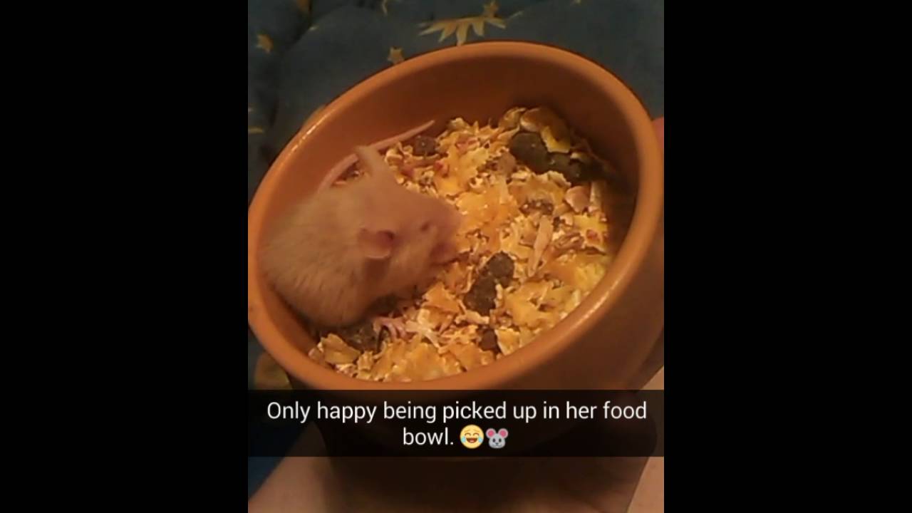 Fancy Mouse Food Bowl YouTube
