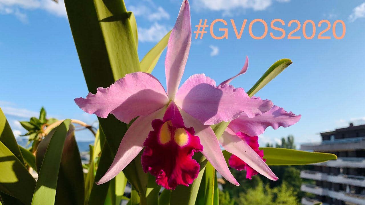 GVOS2020 - Laelia purpurata striata x (Cattleya rex x warscewiczii