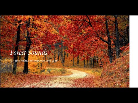 Forest Sounds | 3 Hours Woodland Ambience, Bird Song indir