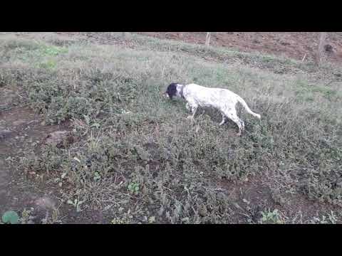 Yavru setter den