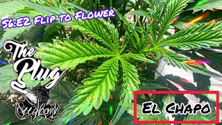 Seed to Harvest - [Weekly Update’s]