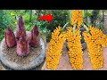 How to grow banana to produce more fruit in a short time from banana flowers | Grafting banana tree