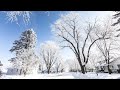 Jaw-Dropping Winter Wonder Land - Hoar Frost - Waconia, Minnesota