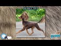 Russkiy Toy 🐶🐾 Everything Dog Breeds 🐾🐶 の動画、YouTube動画。