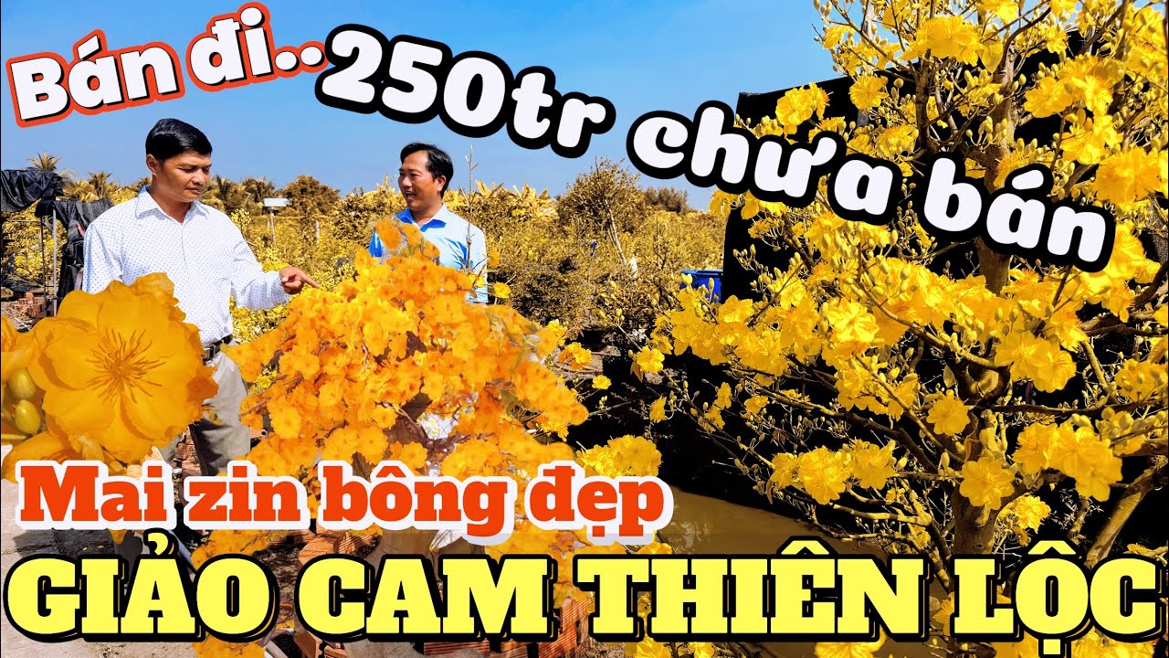 Cận cảnh cây mai zin CAM THIÊN LỘC  250tr anh Sang chưa bán - Thành Công xin lỗi cộng đồng mai vàng