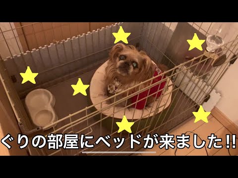 【ぐり】はじめてのベッドに大興奮【ブリュッセルグリフォン】