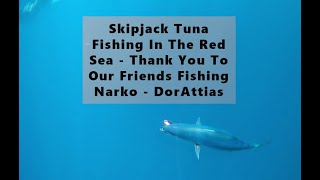 Skipjack Tuna Fishing On The Red Sea