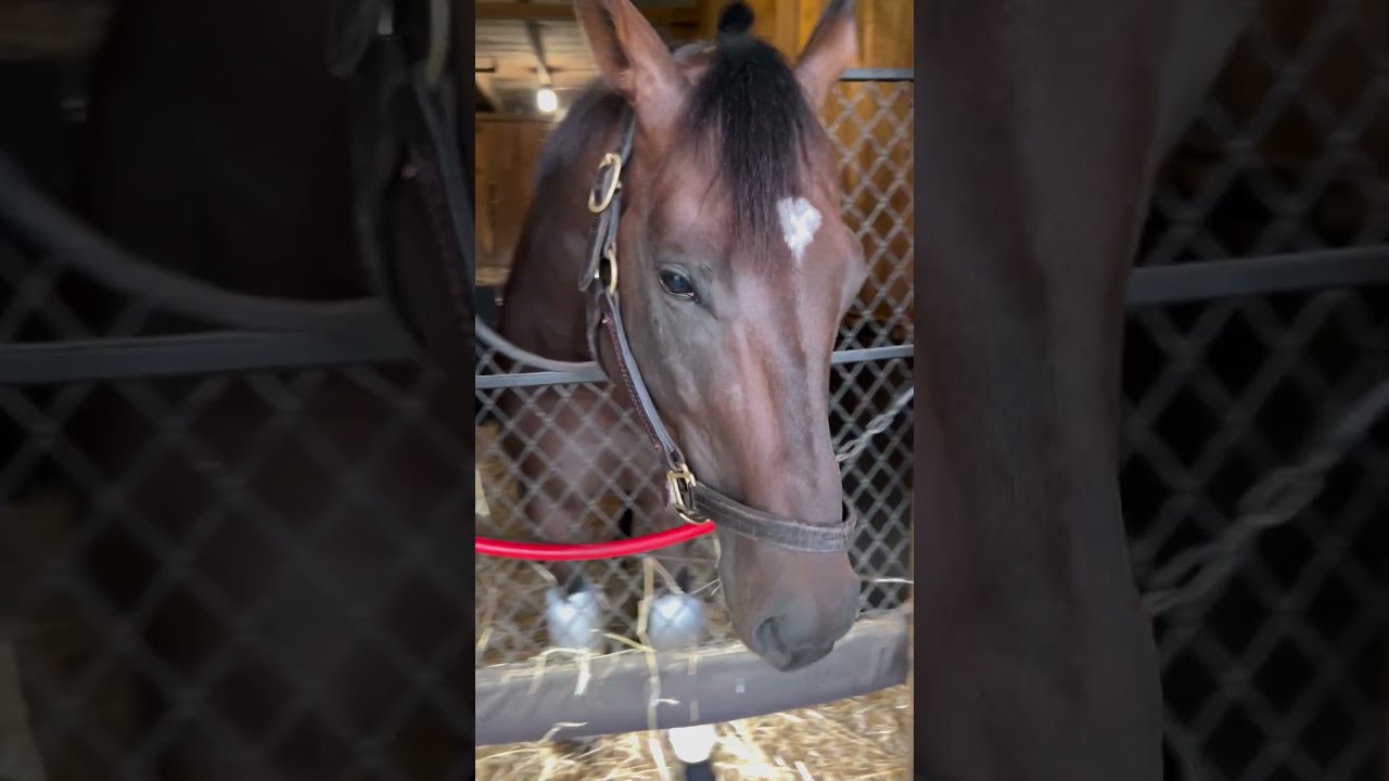 Cugino After The Fourstardave At Saratoga On Whitney Day
