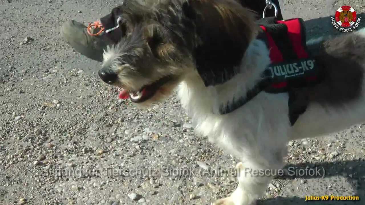 harnessing mineral resources Julius-K9® - Protección a los animales, refugio de animales