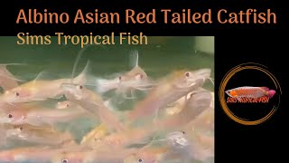 Sims Tropical Fish  Albino Asian Red Tailed Catfish