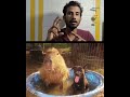 why is it difficult to raise capybara? #capybara #short #capybararush
