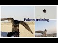 Falcon hunting training تدريب الفالكون | Abu dhabi | RP vlog