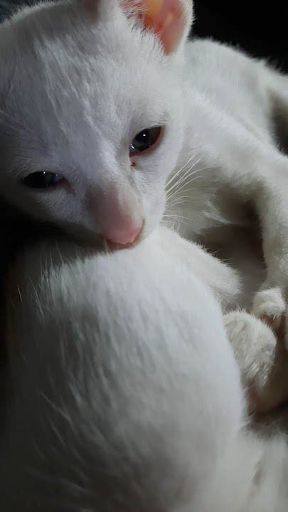 My baby #cat #kitten #love #cuteanimals #cutepets #kittens