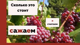 видео: Виноград, виноделие в Испании, расходы на посадку винограда, форма виноградной лозы картинка: Виноград, виноделие в Испании, расходы на посадку винограда, форма виноградной лозы