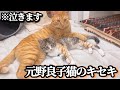 猫を飼うと奇跡が起きる。ガラス越しの子猫が家族になるまで【第5話】※泣きます
