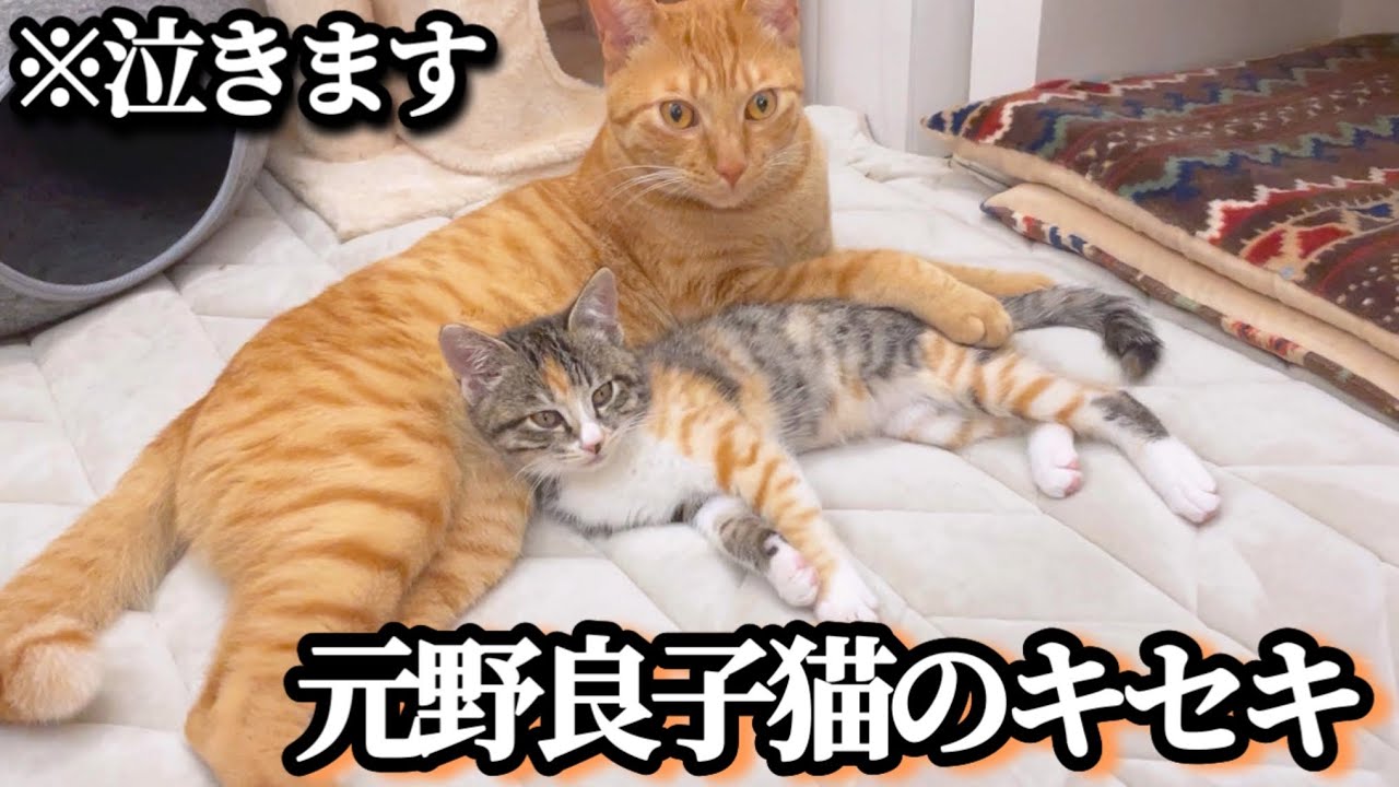 猫を飼うと奇跡が起きる。ガラス越しの子猫が家族になるまで【第5話】※泣きます