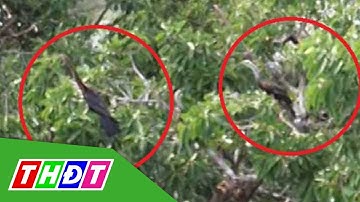 Đồng Nai: Lần đầu phát hiện đàn chim cổ rắn quý hiếm | THDT