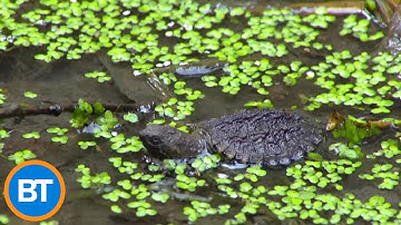 A local organization just saved 70 at-risk baby snapping turtles in Toronto