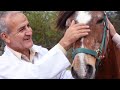 Rolando Sisalima, docente de Medicina Veterinaria