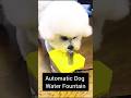 Automatic Dog Water Fountain — Keep Your Dog Hydrated 24/7! 🐶✨ | #shorts #shortsfeed #dogproducts