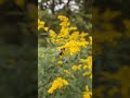 Native bumblebee is a glutton for some goldenrod #bumblebee #prairie #driftless #entomology