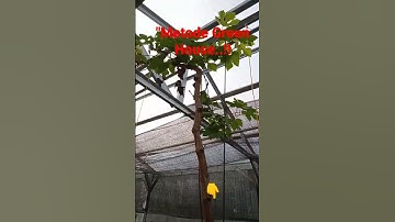 Thumbnail of Tanam Anggur Metode Green House#shorts