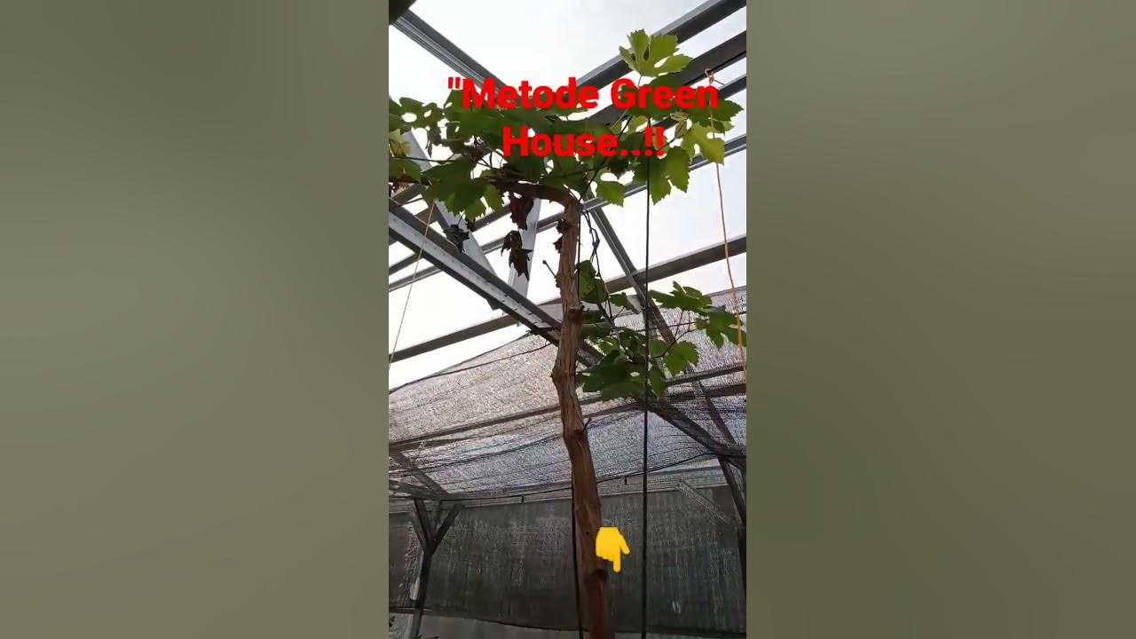 Tanam Anggur Metode Green House#shorts Tanam Anggur Metode Green House#shorts
