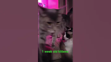 1 Week Old Kittens Followers Cat Motheranimal Kitten 