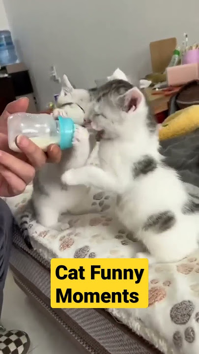 Cat funny 🤣 short video viral 3boss