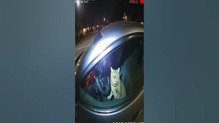 Video 11320381: scared cats funny