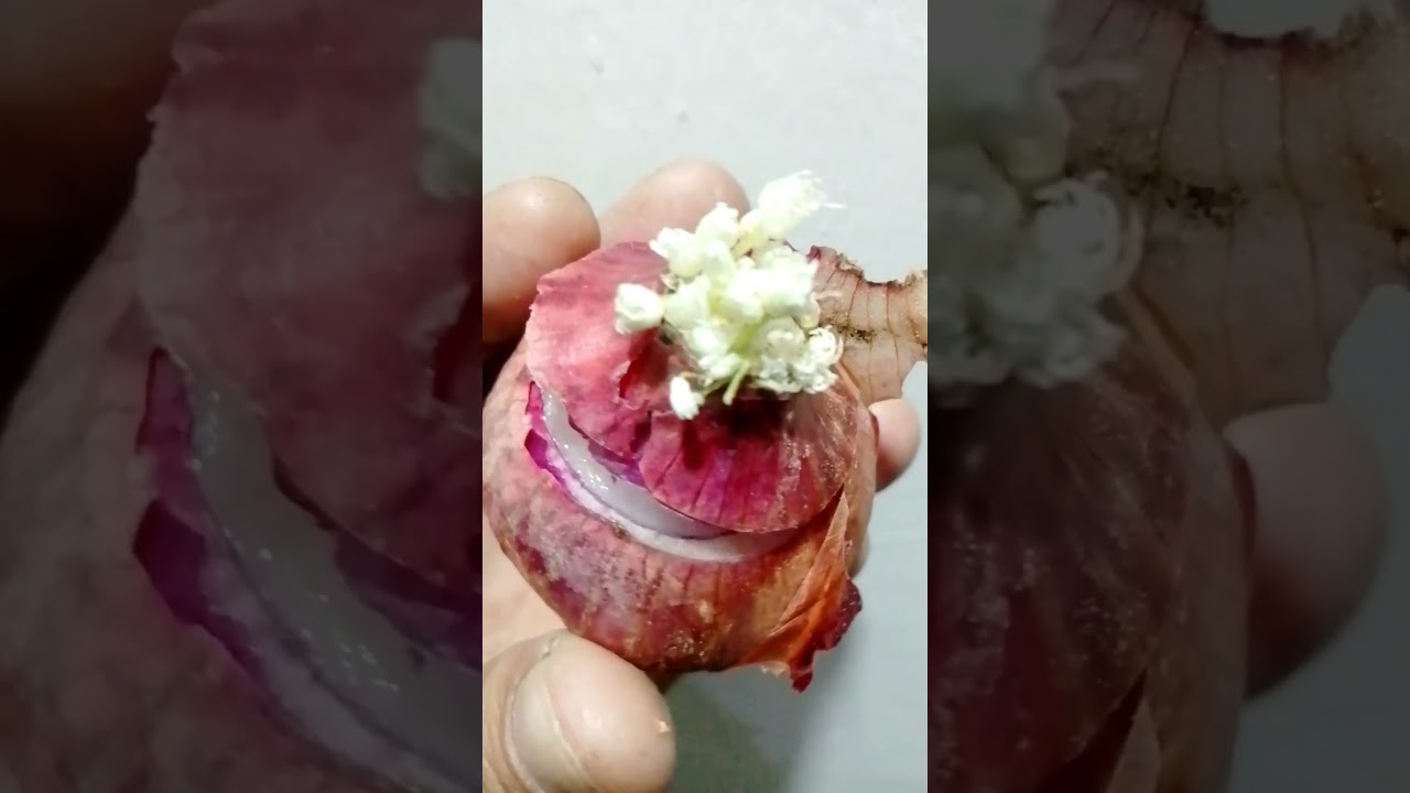 Natural effects Onion growth in basket || piyaz tokrii me hi phool pakar gaya
