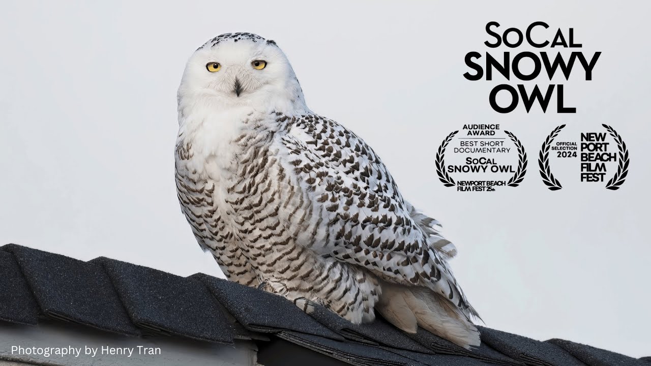 Snowy owl crypto (89) foto