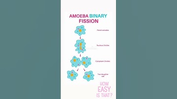 Binary Fission in Amoeba #trending #cbse #biology #biologynotes #science #ncert #physicswallah