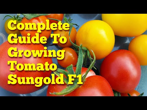 Video: How To Pinch Tomatoes Correctly In A Greenhouse And Open Ground (video, Photo, Diagram), Which Varieties Do Not Require Pinning