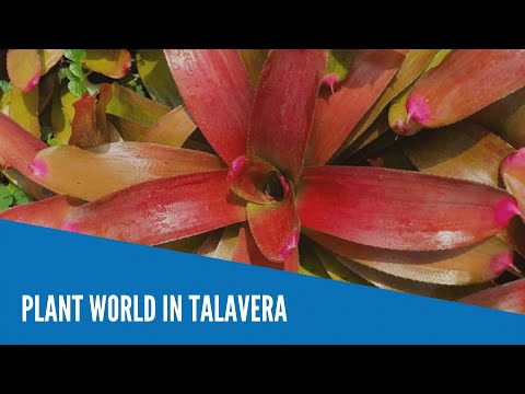 Plant world in Talavera