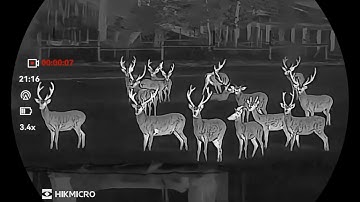 HIKMICRO LYNX 3.0| Deer with Zoom in