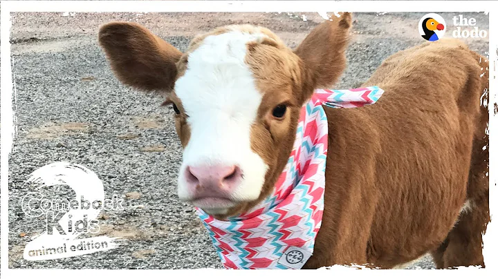 Family Brings Baby Cow Into Their Home During Hurricane | The Dodo: Comeback Kids