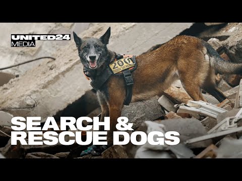 Video: Lūk, kā Kibernoziegumu suņi palīdz krustot teroristus un bērnus