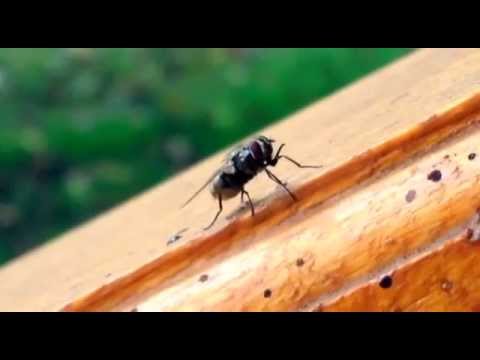 House Fly Poop Youtube