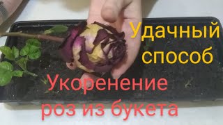 Укоренение роз из букета.